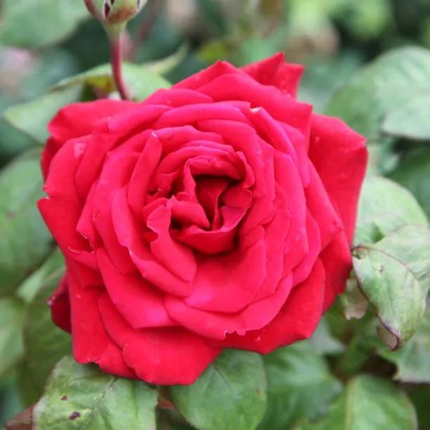 Loving Memory Rose (Rosa Loving Memory) 5